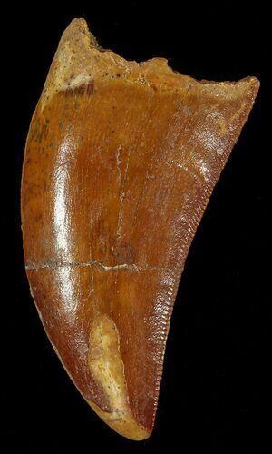 Beautiful, Serrated, Carcharodontosaurus Tooth #52864
